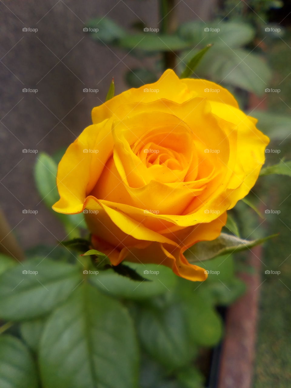 Rosas amarelas , orquídeas e toda beleza da natureza