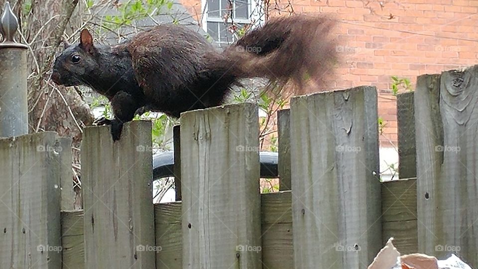 No Person, Mammal, Fence, Outdoors, Wood