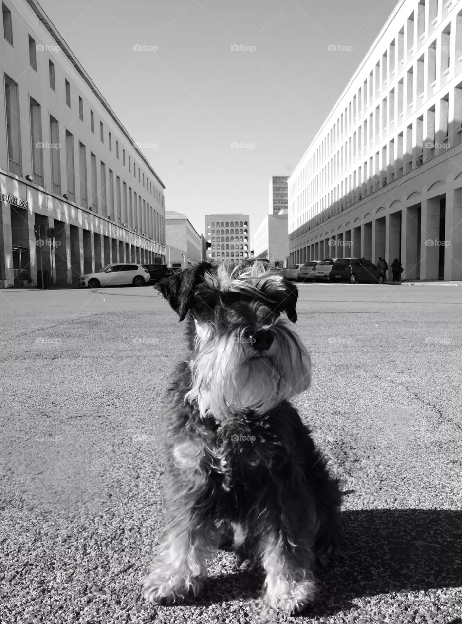 Dog posing