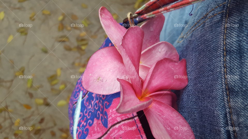 Frangipani flowers