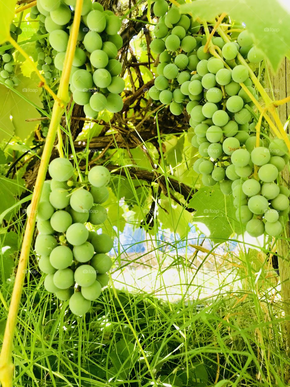 Unripe grapes 