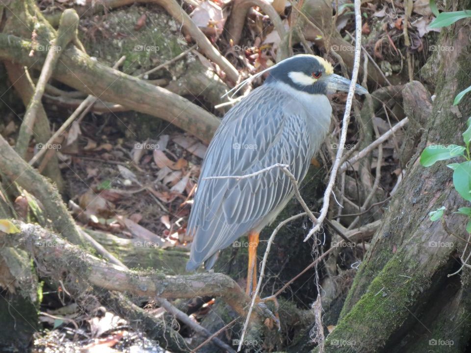 Yellow crowned night heron
