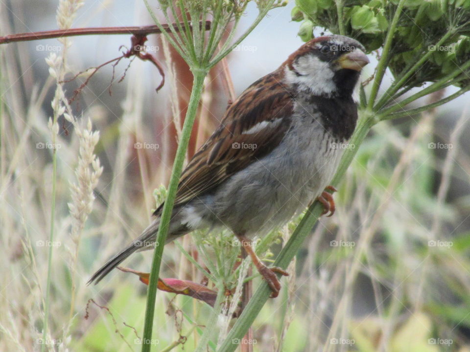 A house sparrow perched on wild flowers