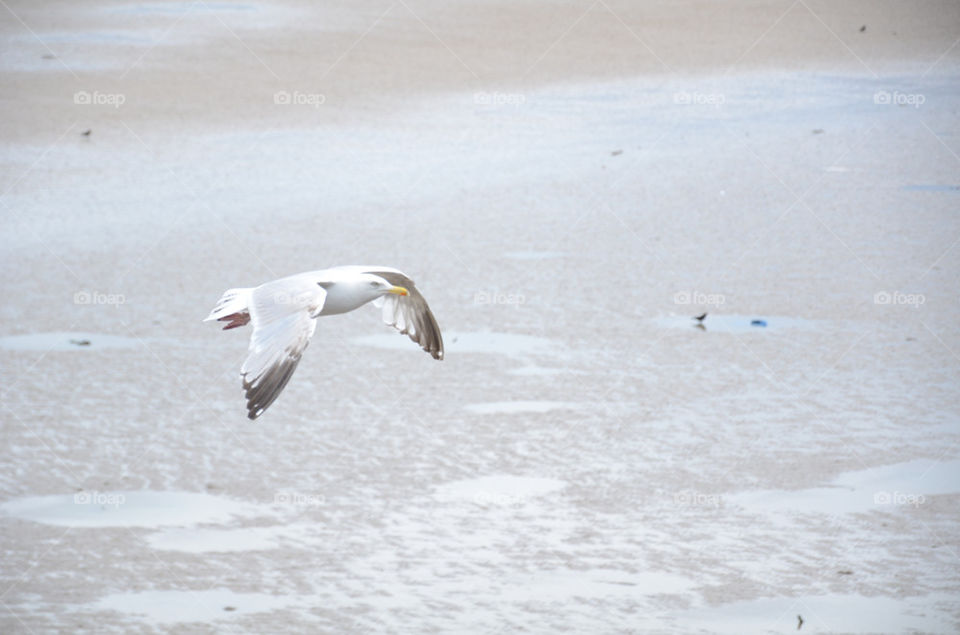 beach flying bird seagull by raghavmodi