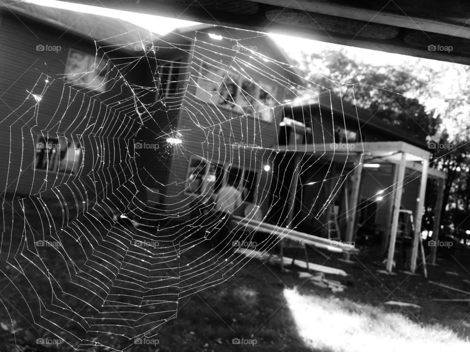 Beautiful black and white spider web in front of two story home in background!! 