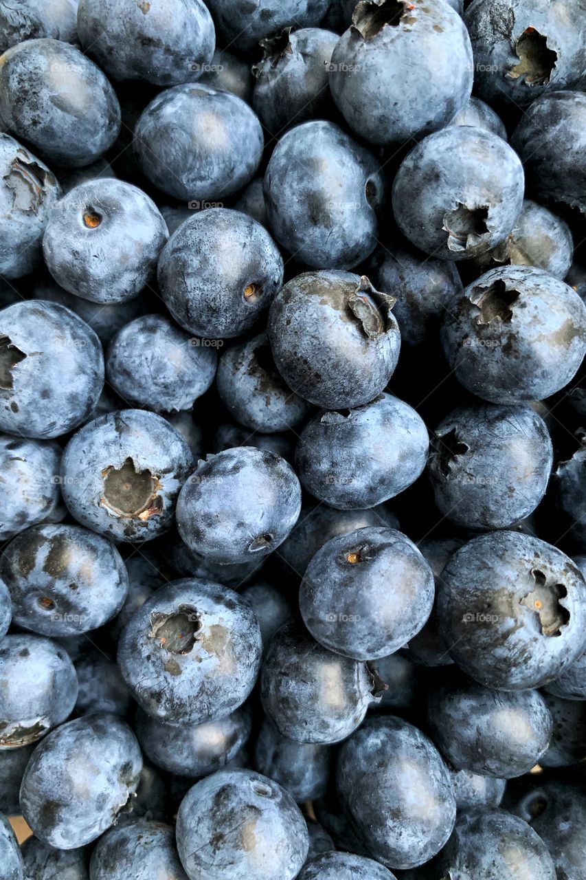 Blueberry closeup
