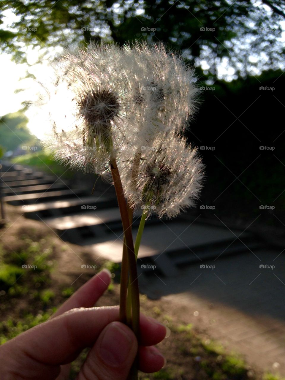 Holding flowers 