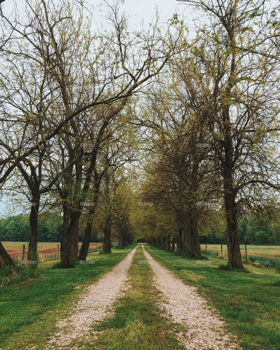 Tree, Landscape, Road, Rural, No Person