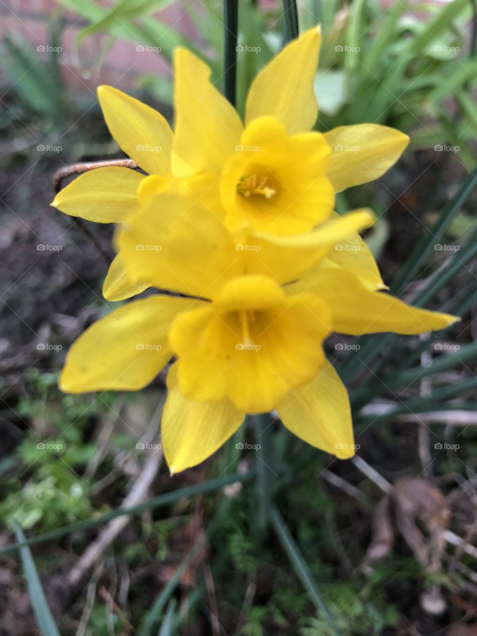 Bright yellow closeup of spring daffodils flowers. 