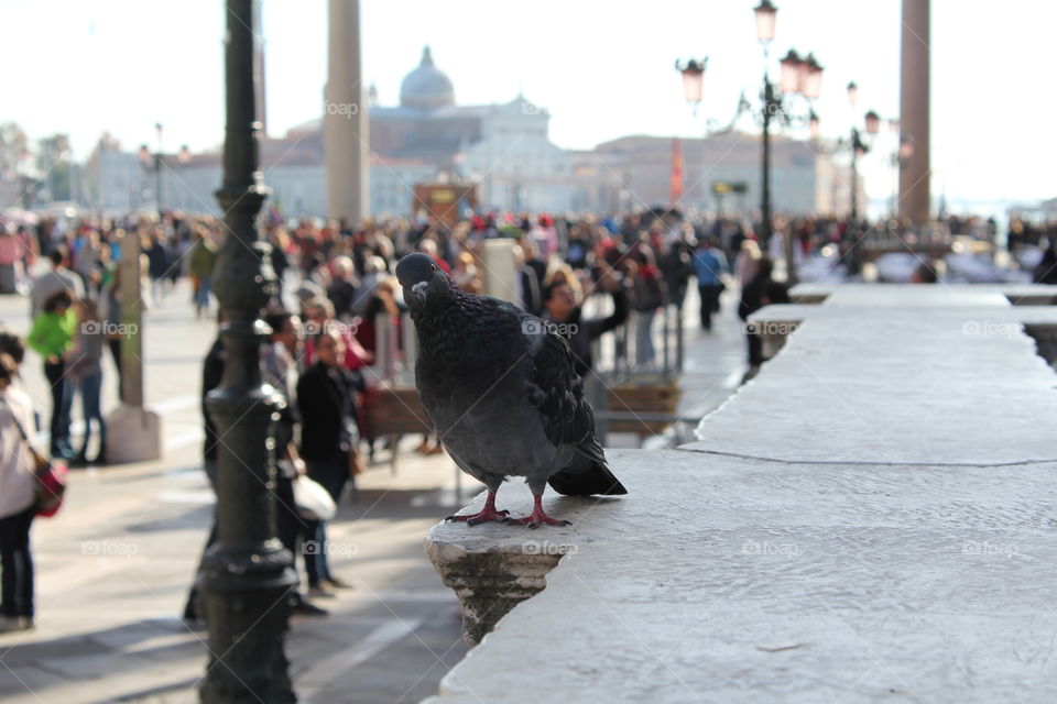 Curious pigeon · St. Mark's Square, Venice