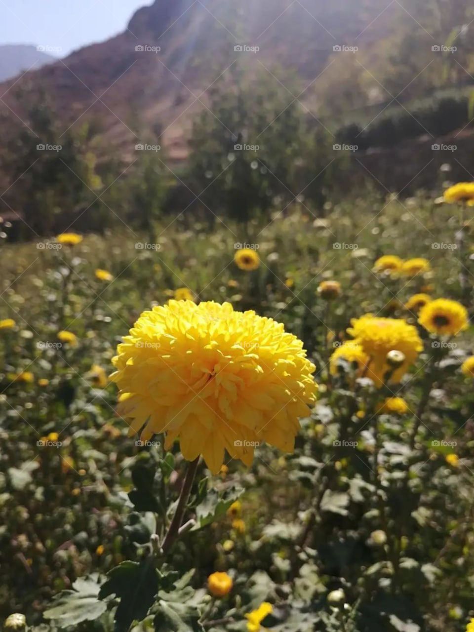 Yellow sunlight on yellow flowers