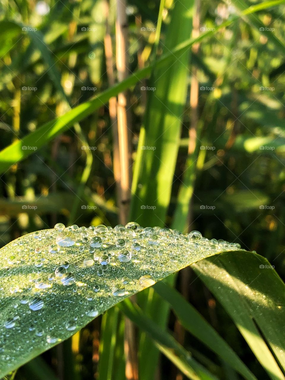 Green grass 