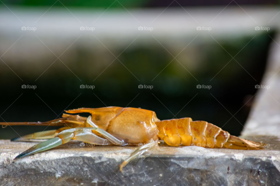 Shrimp crayfish dead on the cement.