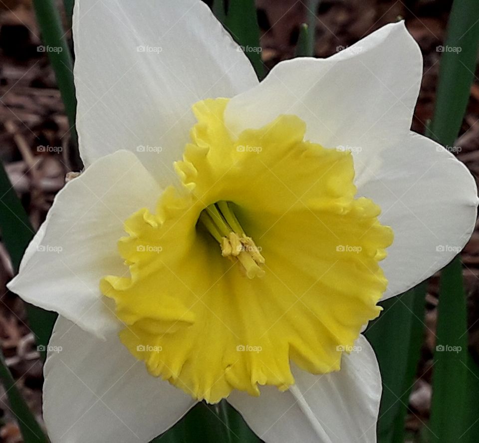 Wonderful daffodil on the ground in the street South Korea