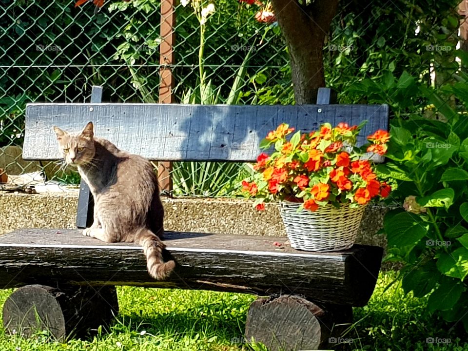 popodnevni odmor u basti