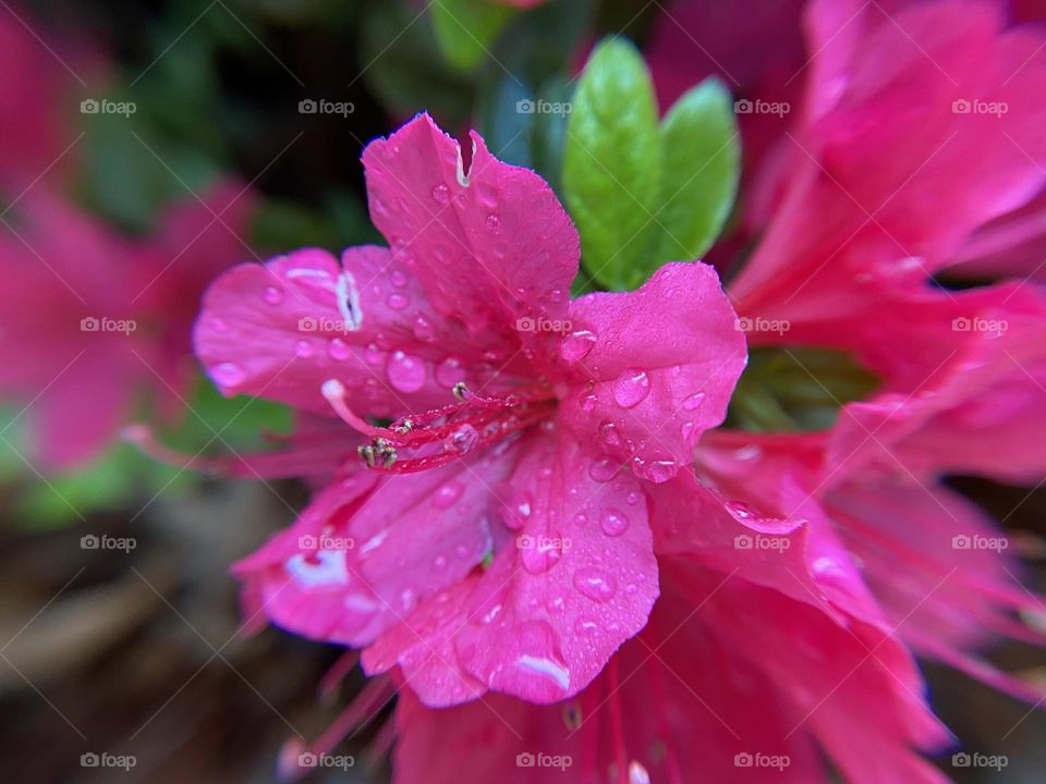 Azalea flower with drops of water after the rain 