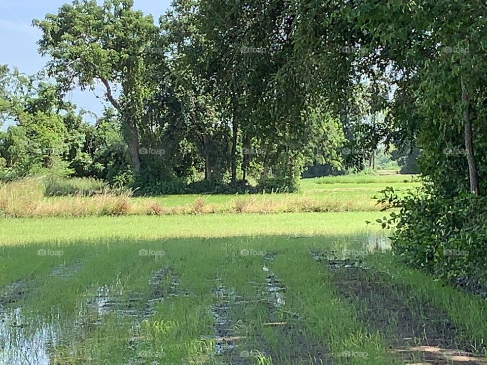 The stories of the rice field, Countryside 