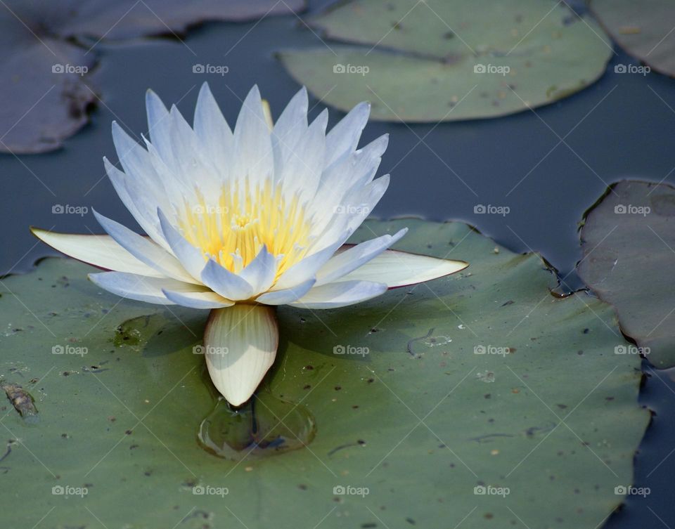 Lily pad 