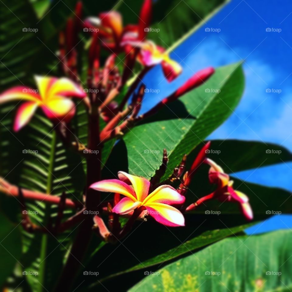 Caribbean Flowers