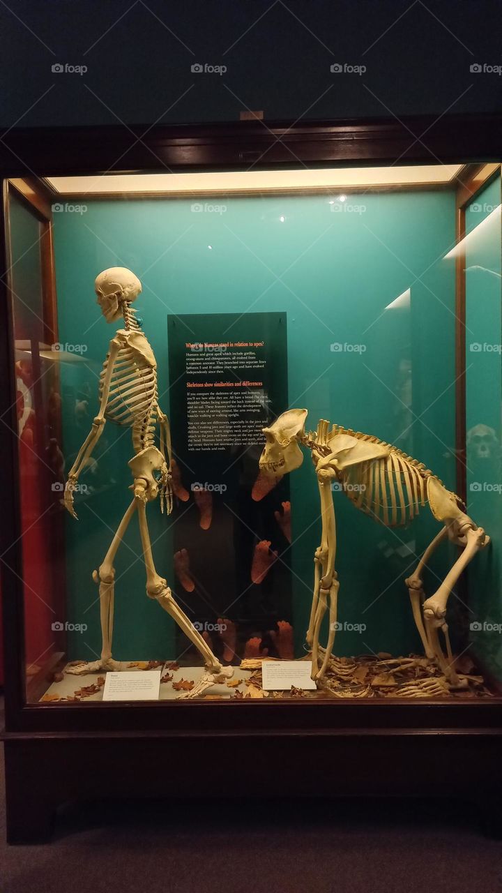 Evolución de columna