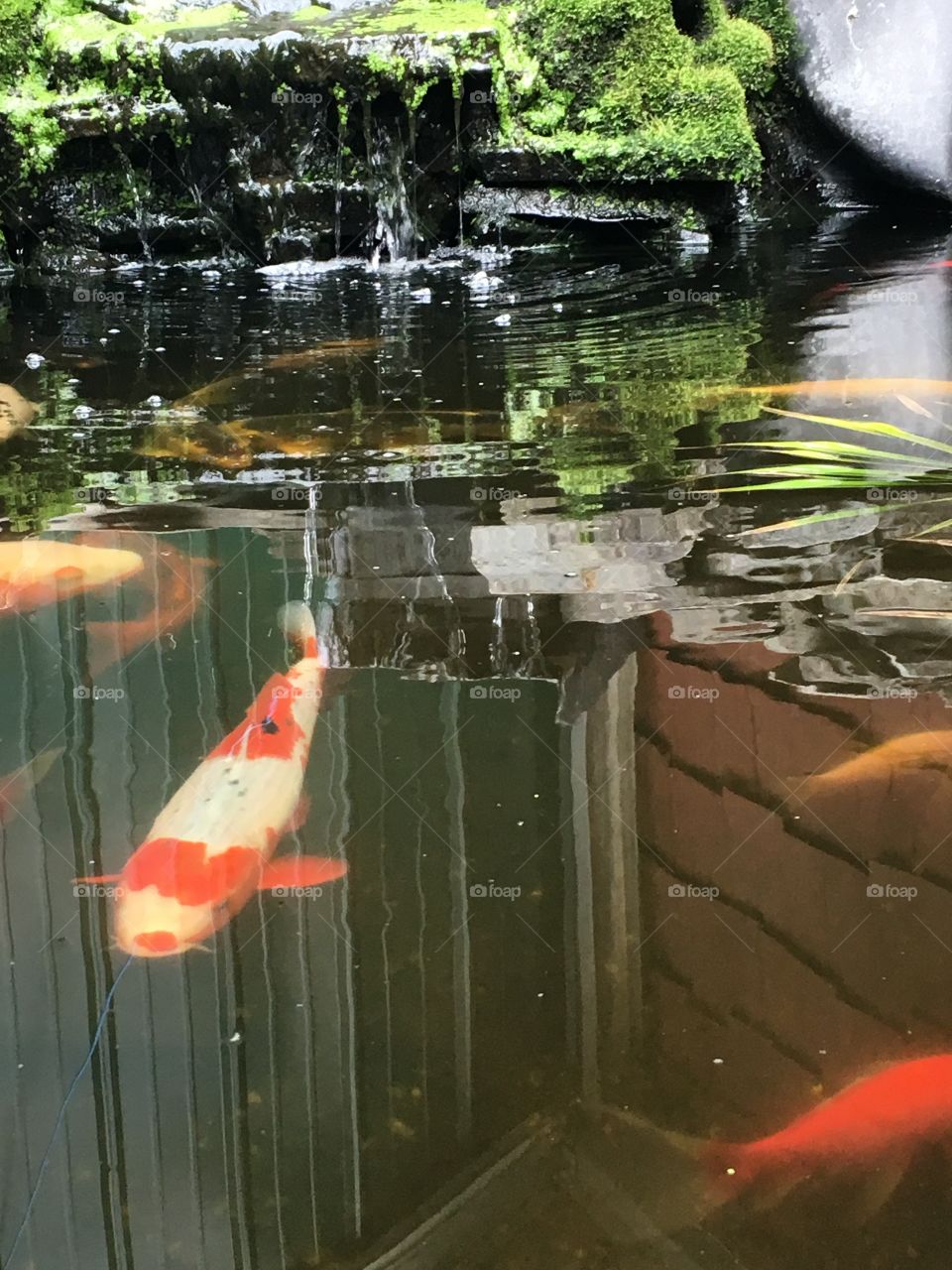 Fish pond at the greenhouse 
