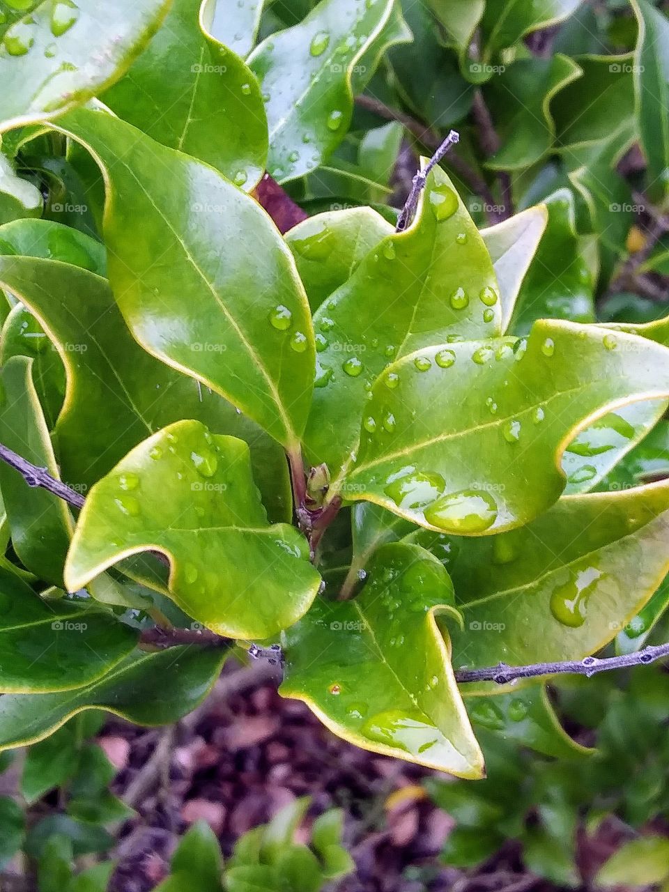 rain on shrub leaves