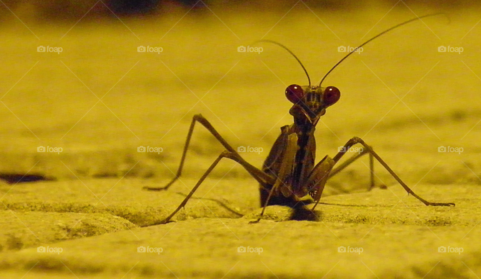 insect bug grasshopper feelers by jetandbarney