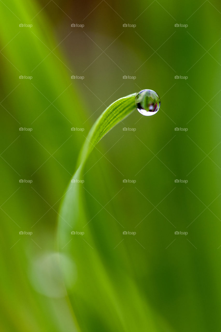 A drop of water at the tip of a blade of grass. only the droplet is sharp all the rest is out of focus.