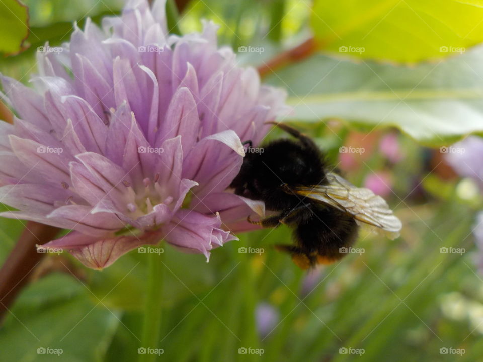 Bumble and pompon 