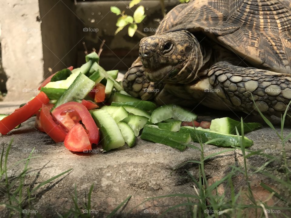 Turtle food