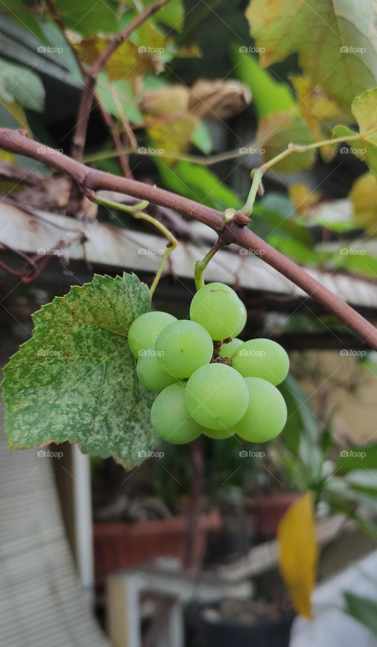 Grapes, even though these grapes are small in size, still taste sweet.