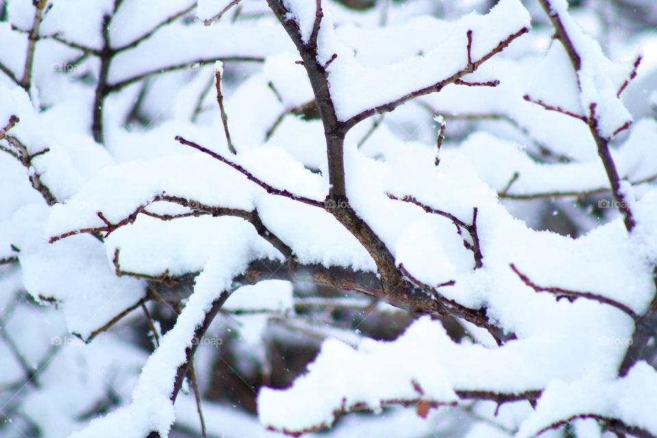 Closeup of snow accumulating on tree branches