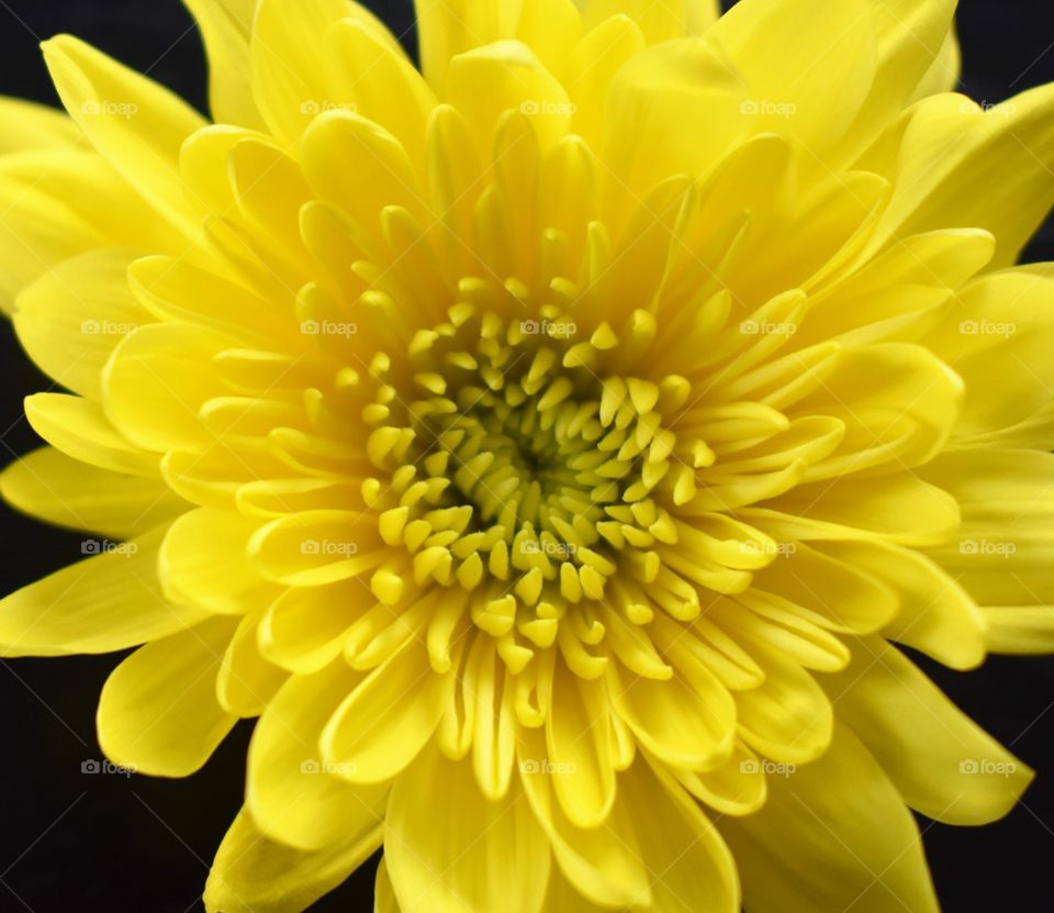Close up yellow flower