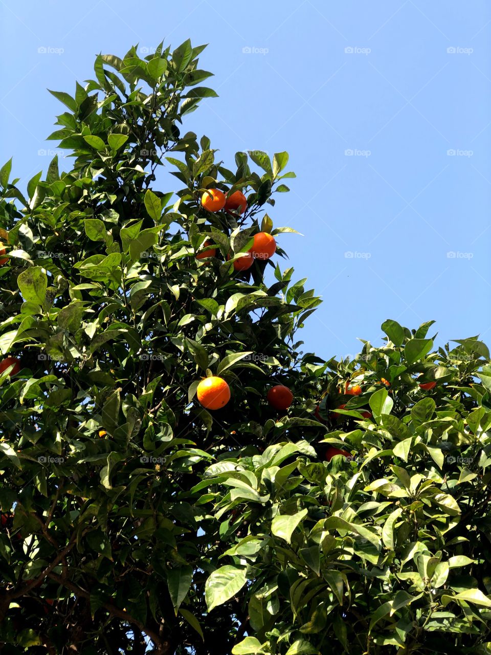 orange tree portrait 