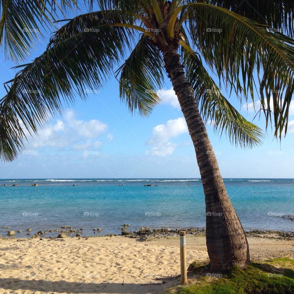 Palm Tree and Crystal Blue Water