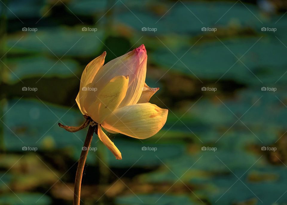 Lotus blossom - Cool sun light  - spring 