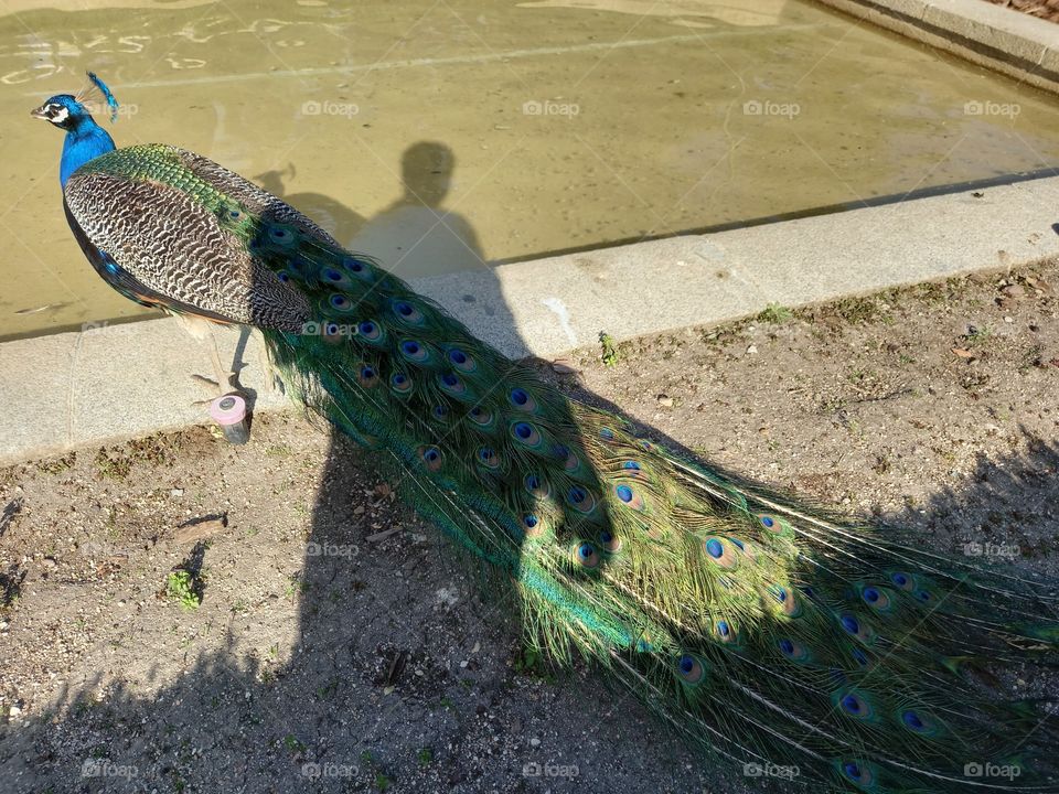 Peacock