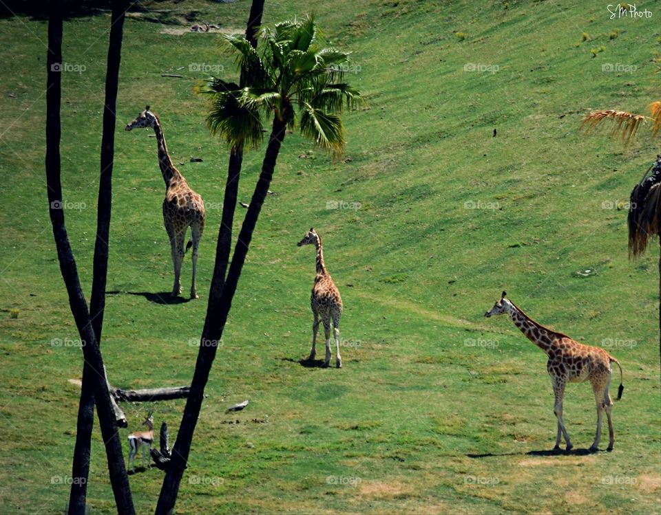 Giraffes lined up ready to explore 