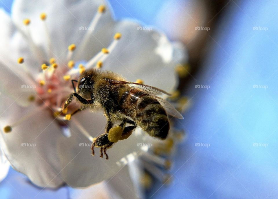 A Bee in fly, beautiful Spring