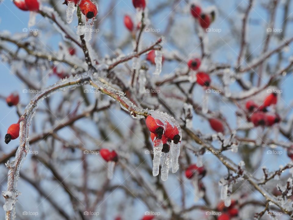 Frozen red rose hips