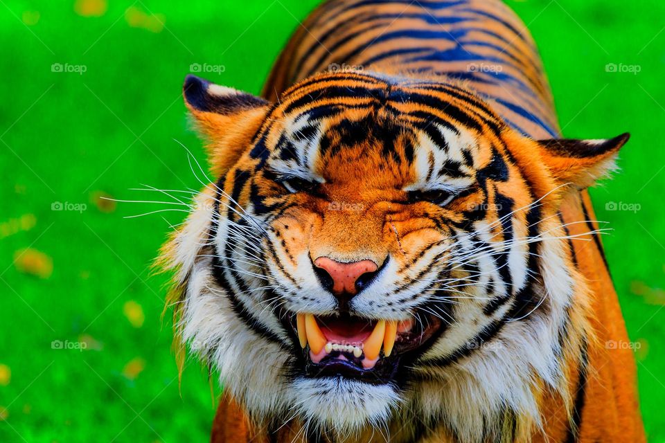 Grinning Tiger up close