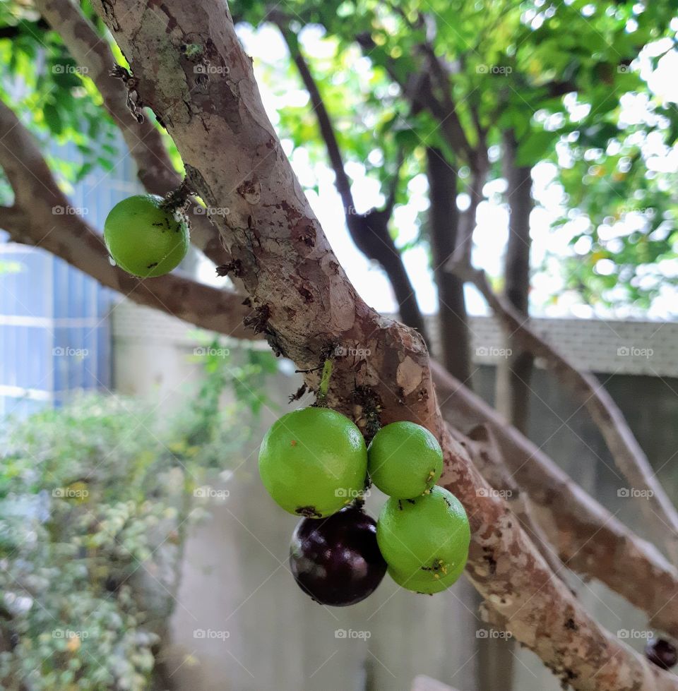 tree grapes