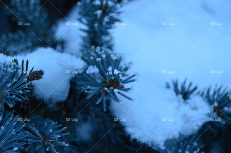 Snow, winter, blue spruce, needles, tree,