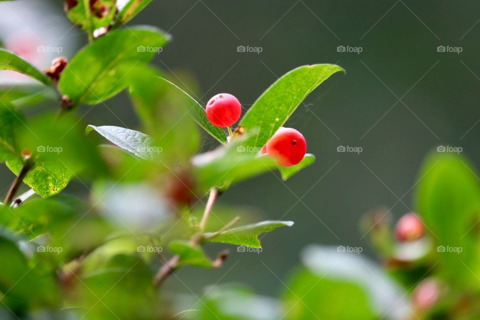 Delicate red edible wild Chokecherries growing on bush in Western Canada, Latin name Prunus Virginians, blurred selective focus background