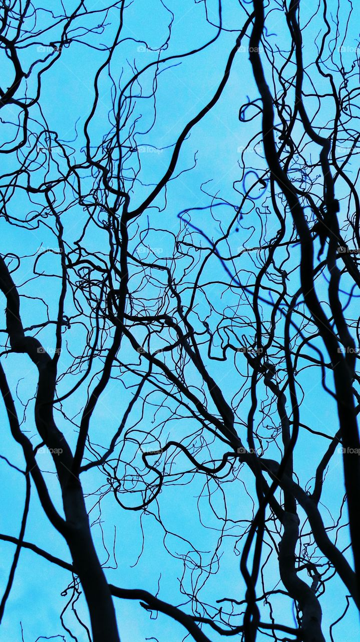 Low angle view of bare tree