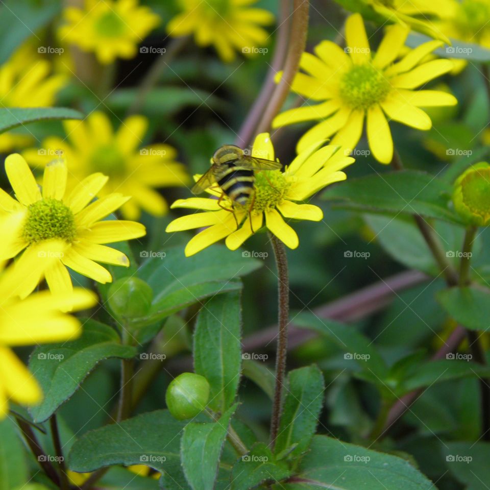 Insecte rayé posé sur une fleur jaune au printemps