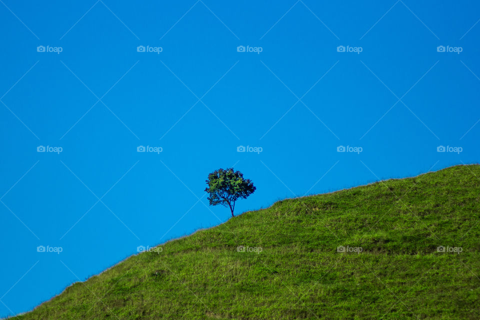 Picture of a lonely tree on a hill with beautiful green grass, and an awesome blue sky.