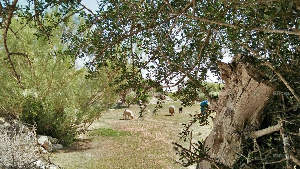 Beautiful garden and sheeps