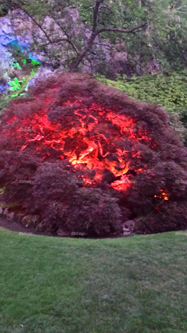 burning bush lite up