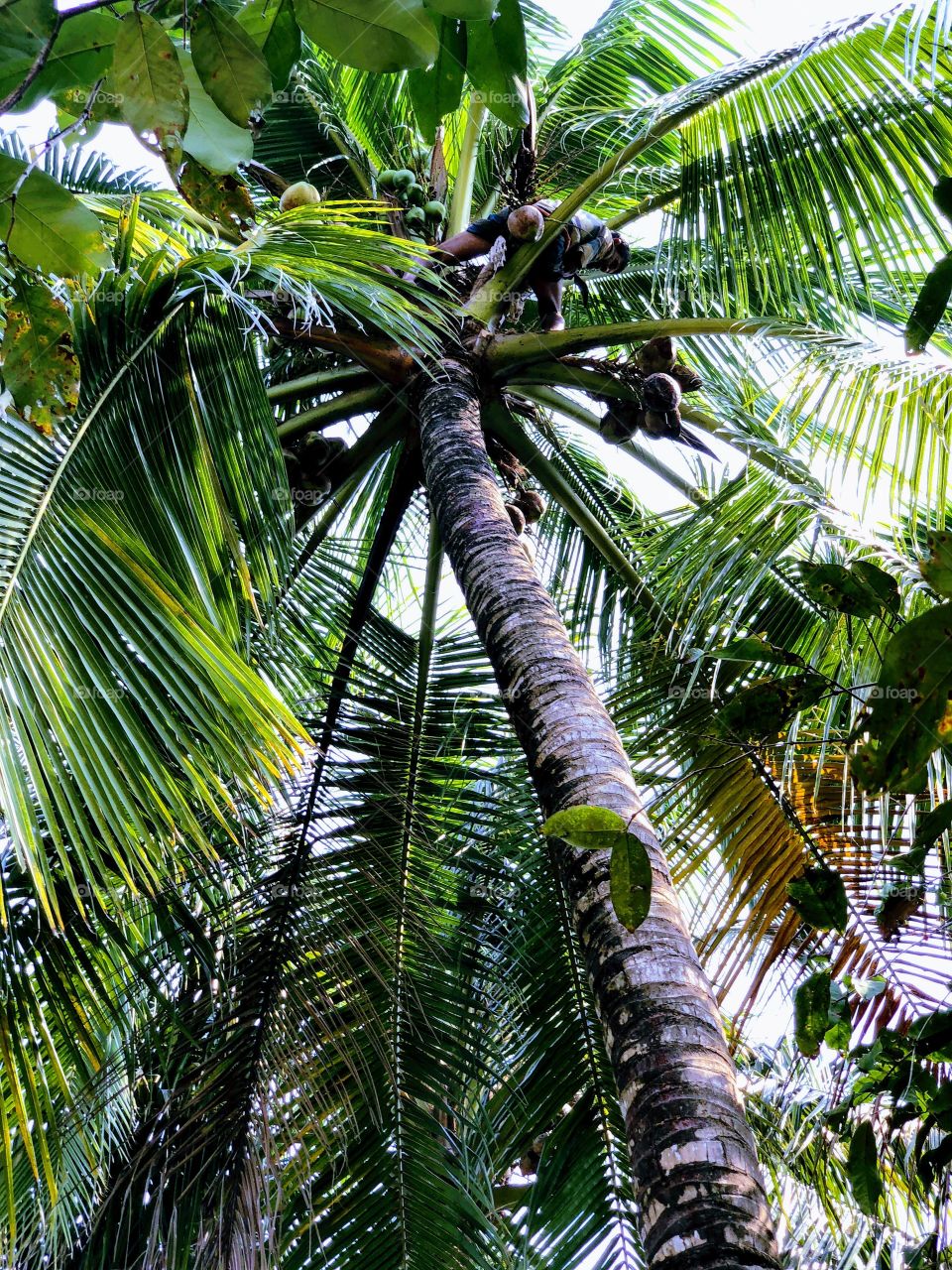 Climbing for coconuts 